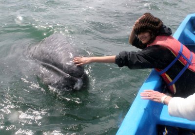 CETACEAN - WHALE - GRAY WHALE - PETTING FRIENDLY WHALES - SAN IGNACIO LAGOON BAJA MEXICO (174).JPG