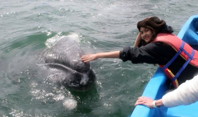 CETACEAN - WHALE - GRAY WHALE - PETTING FRIENDLY WHALES - SAN IGNACIO LAGOON BAJA MEXICO (175).JPG