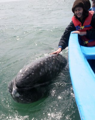 CETACEAN - WHALE - GRAY WHALE - PETTING FRIENDLY WHALES - SAN IGNACIO LAGOON BAJA MEXICO (182).JPG