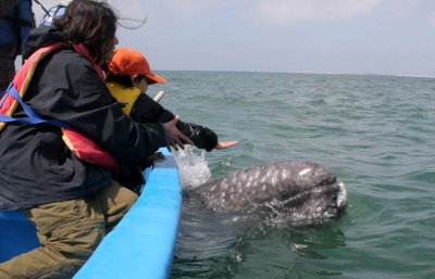 CETACEAN - WHALE - GRAY WHALE - PETTING FRIENDLY WHALES - SAN IGNACIO LAGOON BAJA MEXICO (220).JPG