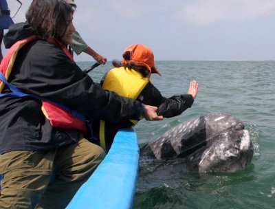 CETACEAN - WHALE - GRAY WHALE - PETTING FRIENDLY WHALES - SAN IGNACIO LAGOON BAJA MEXICO (225).JPG