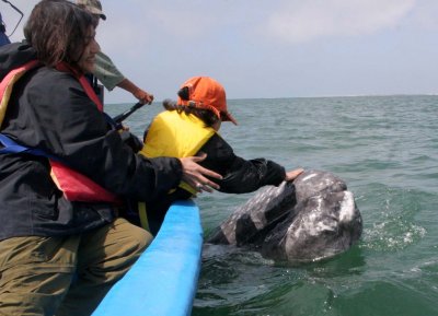 CETACEAN - WHALE - GRAY WHALE - PETTING FRIENDLY WHALES - SAN IGNACIO LAGOON BAJA MEXICO (226).JPG