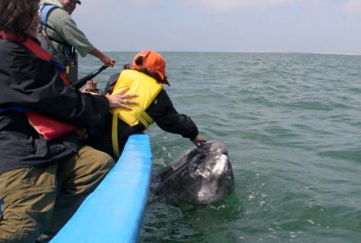 CETACEAN - WHALE - GRAY WHALE - PETTING FRIENDLY WHALES - SAN IGNACIO LAGOON BAJA MEXICO (230).JPG