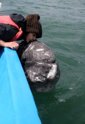 CETACEAN - WHALE - GRAY WHALE - PETTING FRIENDLY WHALES - SAN IGNACIO LAGOON BAJA MEXICO (240).JPG