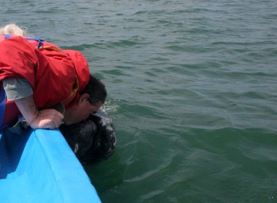 CETACEAN - WHALE - GRAY WHALE - PETTING FRIENDLY WHALES - SAN IGNACIO LAGOON BAJA MEXICO (247).JPG