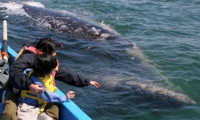 CETACEAN - WHALE - GRAY WHALE - PETTING FRIENDLY WHALES - SAN IGNACIO LAGOON BAJA MEXICO (268).JPG