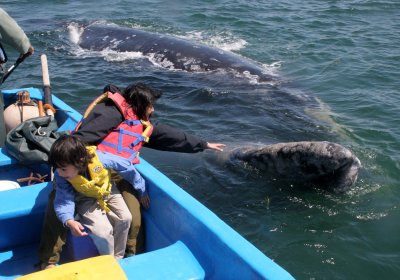 CETACEAN - WHALE - GRAY WHALE - PETTING FRIENDLY WHALES - SAN IGNACIO LAGOON BAJA MEXICO (272).JPG