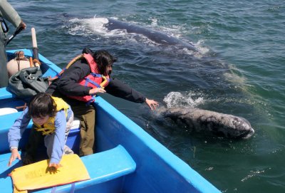 CETACEAN - WHALE - GRAY WHALE - PETTING FRIENDLY WHALES - SAN IGNACIO LAGOON BAJA MEXICO (275).JPG