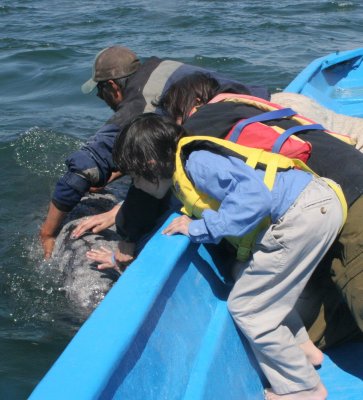 CETACEAN - WHALE - GRAY WHALE - PETTING FRIENDLY WHALES - SAN IGNACIO LAGOON BAJA MEXICO (289).JPG