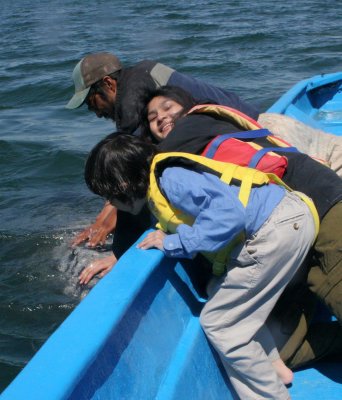 CETACEAN - WHALE - GRAY WHALE - PETTING FRIENDLY WHALES - SAN IGNACIO LAGOON BAJA MEXICO (291).JPG