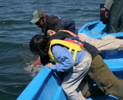 CETACEAN - WHALE - GRAY WHALE - PETTING FRIENDLY WHALES - SAN IGNACIO LAGOON BAJA MEXICO (292).JPG