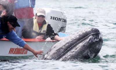 CETACEAN - WHALE - GRAY WHALE - PETTING FRIENDLY WHALES - SAN IGNACIO LAGOON BAJA MEXICO (3).JPG