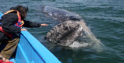 CETACEAN - WHALE - GRAY WHALE - PETTING FRIENDLY WHALES - SAN IGNACIO LAGOON BAJA MEXICO (306).JPG