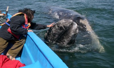 CETACEAN - WHALE - GRAY WHALE - PETTING FRIENDLY WHALES - SAN IGNACIO LAGOON BAJA MEXICO (308).JPG