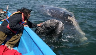 CETACEAN - WHALE - GRAY WHALE - PETTING FRIENDLY WHALES - SAN IGNACIO LAGOON BAJA MEXICO (309).JPG