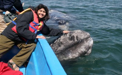 CETACEAN - WHALE - GRAY WHALE - PETTING FRIENDLY WHALES - SAN IGNACIO LAGOON BAJA MEXICO (327).JPG