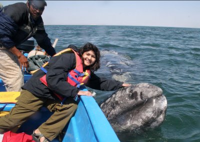 CETACEAN - WHALE - GRAY WHALE - PETTING FRIENDLY WHALES - SAN IGNACIO LAGOON BAJA MEXICO (328).JPG