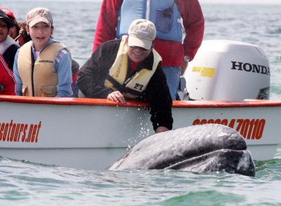 CETACEAN - WHALE - GRAY WHALE - PETTING FRIENDLY WHALES - SAN IGNACIO LAGOON BAJA MEXICO.JPG