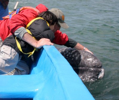 CETACEAN - WHALE - GRAY WHALE - PETTING FRIENDLY WHALES - US - SAN IGNACIO LAGOON BAJA MEXICO (14).JPG