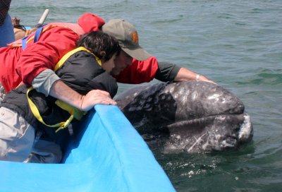 CETACEAN - WHALE - GRAY WHALE - PETTING FRIENDLY WHALES - US - SAN IGNACIO LAGOON BAJA MEXICO (15).JPG