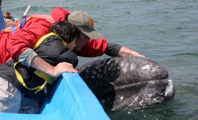 CETACEAN - WHALE - GRAY WHALE - PETTING FRIENDLY WHALES - US - SAN IGNACIO LAGOON BAJA MEXICO (16).JPG