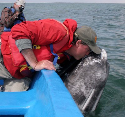 CETACEAN - WHALE - GRAY WHALE - PETTING FRIENDLY WHALES - US - SAN IGNACIO LAGOON BAJA MEXICO (23).JPG