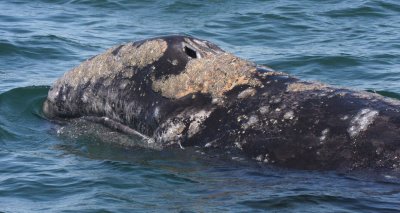 CETACEAN - WHALE - GRAY WHALE - SAN IGNACIO LAGOON BAJA MEXICO (145).JPG