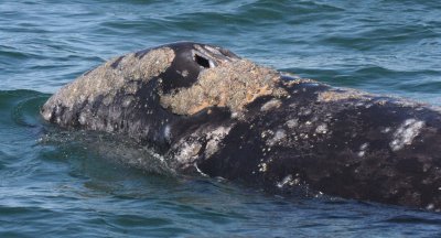 CETACEAN - WHALE - GRAY WHALE - SAN IGNACIO LAGOON BAJA MEXICO (146).JPG