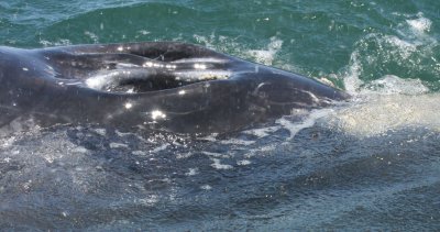 CETACEAN - WHALE - GRAY WHALE - SAN IGNACIO LAGOON BAJA MEXICO (152).JPG