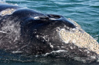 CETACEAN - WHALE - GRAY WHALE - SAN IGNACIO LAGOON BAJA MEXICO (154).JPG