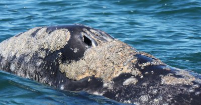 CETACEAN - WHALE - GRAY WHALE - SAN IGNACIO LAGOON BAJA MEXICO (159).JPG