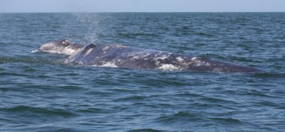 CETACEAN - WHALE - GRAY WHALE - SAN IGNACIO LAGOON BAJA MEXICO (164).JPG