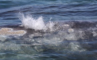 CETACEAN - WHALE - GRAY WHALE - SAN IGNACIO LAGOON BAJA MEXICO (177).JPG