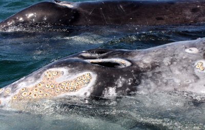 CETACEAN - WHALE - GRAY WHALE - SAN IGNACIO LAGOON BAJA MEXICO (183).JPG