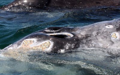 CETACEAN - WHALE - GRAY WHALE - SAN IGNACIO LAGOON BAJA MEXICO (184).JPG