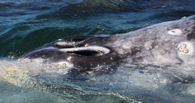 CETACEAN - WHALE - GRAY WHALE - SAN IGNACIO LAGOON BAJA MEXICO (185).JPG