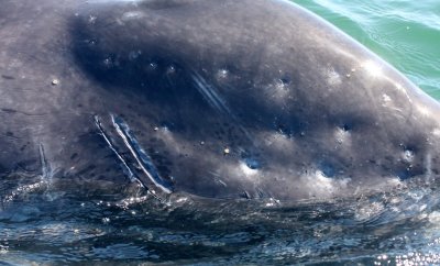 CETACEAN - WHALE - GRAY WHALE - SAN IGNACIO LAGOON BAJA MEXICO (188).JPG