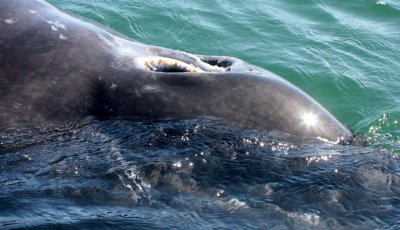 CETACEAN - WHALE - GRAY WHALE - SAN IGNACIO LAGOON BAJA MEXICO (189).JPG