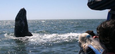 CETACEAN - WHALE - GRAY WHALE - SPY HOPPING - SAN IGNACIO LAGOON BAJA MEXICO  (2).JPG