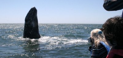 CETACEAN - WHALE - GRAY WHALE - SPY HOPPING - SAN IGNACIO LAGOON BAJA MEXICO (3).JPG