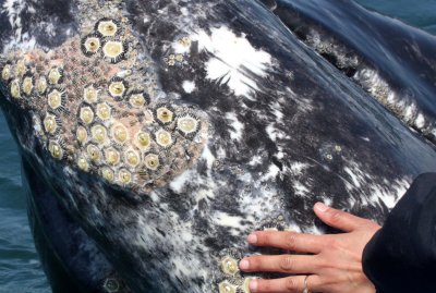 CETACEAN - WHALE - GRAY WHALE WITH CRYPTOLEPAS RHACHIANECTI - SAN IGNACIO LAGOON BAJA MEXICO (11).JPG