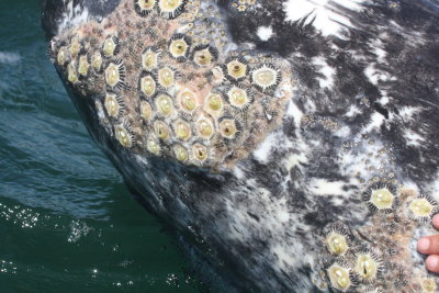 CETACEAN - WHALE - GRAY WHALE WITH CRYPTOLEPAS RHACHIANECTI - SAN IGNACIO LAGOON BAJA MEXICO (2).JPG