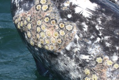 CETACEAN - WHALE - GRAY WHALE WITH CRYPTOLEPAS RHACHIANECTI - SAN IGNACIO LAGOON BAJA MEXICO (3).JPG