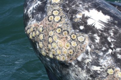 CETACEAN - WHALE - GRAY WHALE WITH CRYPTOLEPAS RHACHIANECTI - SAN IGNACIO LAGOON BAJA MEXICO (4).JPG