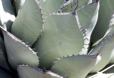 AGAVACEAE - AGAVE DESERTI - DESERT AGAVE - MESCAL - CATAVINA DESERT BAJA MEXICO (3).JPG