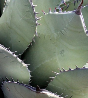 AGAVACEAE - AGAVE DESERTI - DESERT AGAVE - MESCAL - CATAVINA DESERT BAJA MEXICO (4).JPG