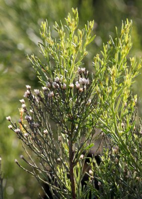 ASTERACEAE - BACCHARIS SAROTHROIDES - ENSENADA MEXICO.JPG