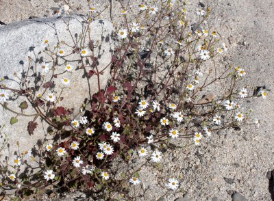 ASTERACEAE - UNIDENTIFIED SPECIES - CATAVINA DESERT BAJA MEXICO.JPG