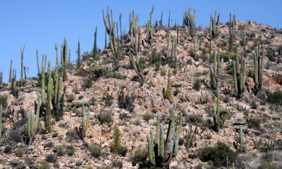 BOOJUM AND CARDON MIXED FOREST COMMUNITY - CATAVINA DESERT BAJA MEXICO.JPG