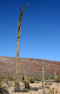 BOOJUM TREE WITH SOM AND COKIE - BAHIA DE LOS ANGELES DESERT BAJA MEXICO (2).JPG